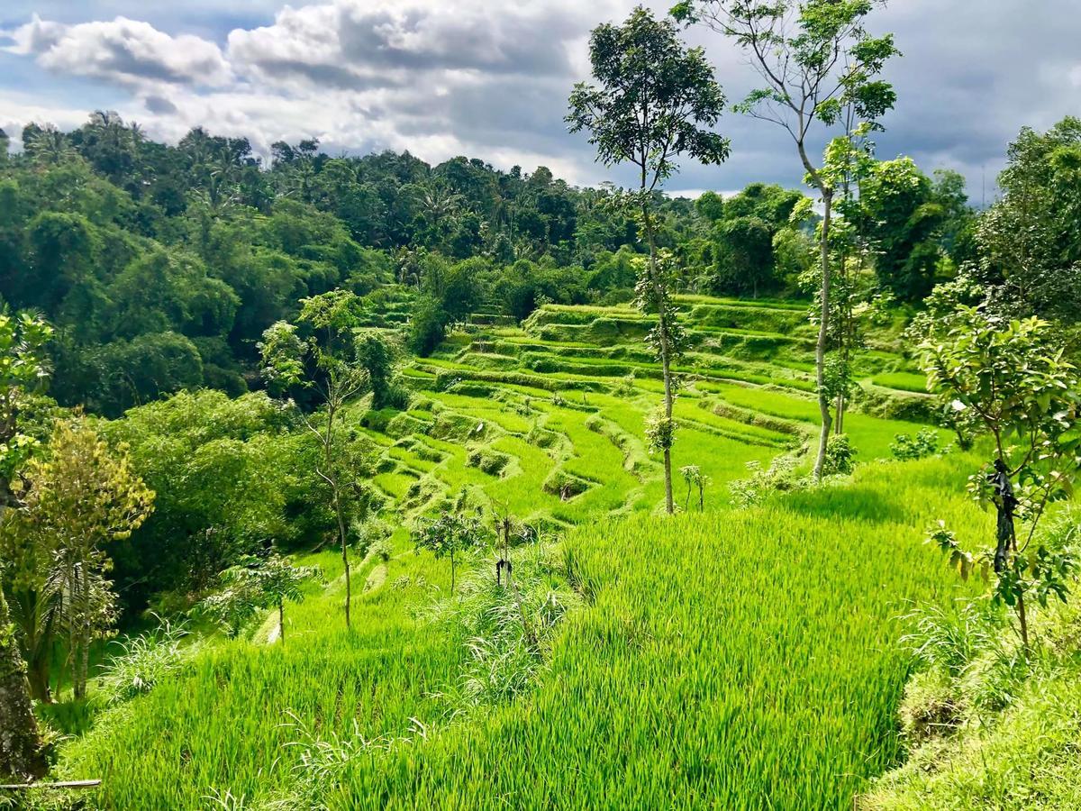 Tetebatu Terrace Homestay Eksteriør bilde
