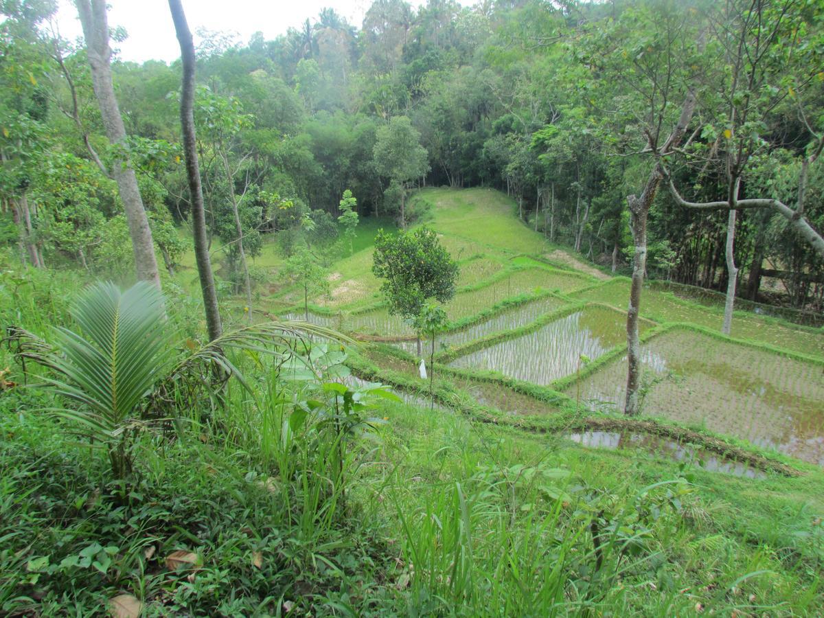 Tetebatu Terrace Homestay Eksteriør bilde